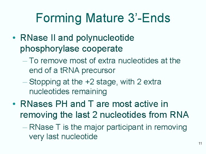 Forming Mature 3’-Ends • RNase II and polynucleotide phosphorylase cooperate – To remove most