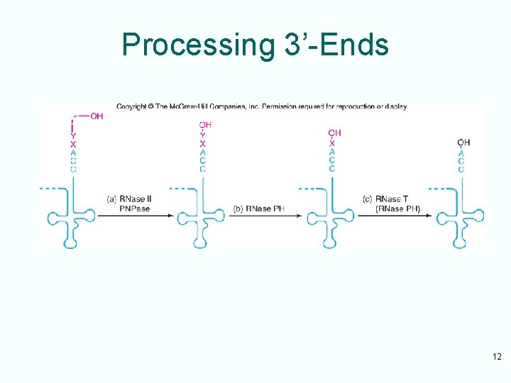 Processing 3’-Ends 12 