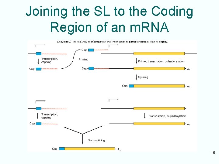Joining the SL to the Coding Region of an m. RNA 15 