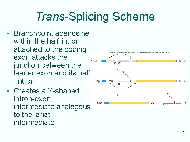 Trans-Splicing Scheme • Branchpoint adenosine within the half-intron attached to the coding exon attacks