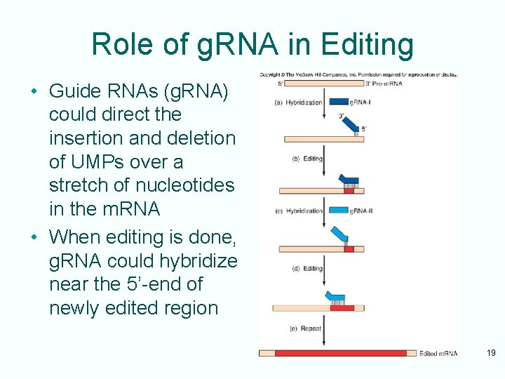 Role of g. RNA in Editing • Guide RNAs (g. RNA) could direct the