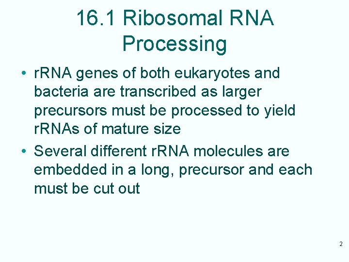 16. 1 Ribosomal RNA Processing • r. RNA genes of both eukaryotes and bacteria