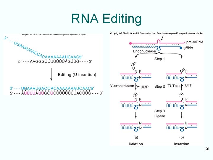 RNA Editing 20 