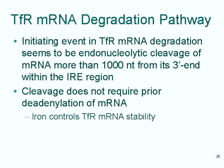 Tf. R m. RNA Degradation Pathway • Initiating event in Tf. R m. RNA