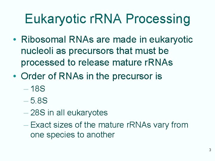 Eukaryotic r. RNA Processing • Ribosomal RNAs are made in eukaryotic nucleoli as precursors