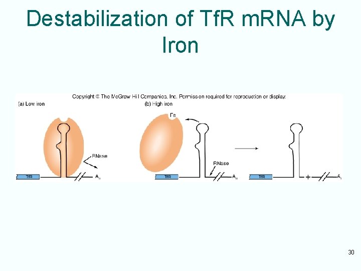 Destabilization of Tf. R m. RNA by Iron 30 