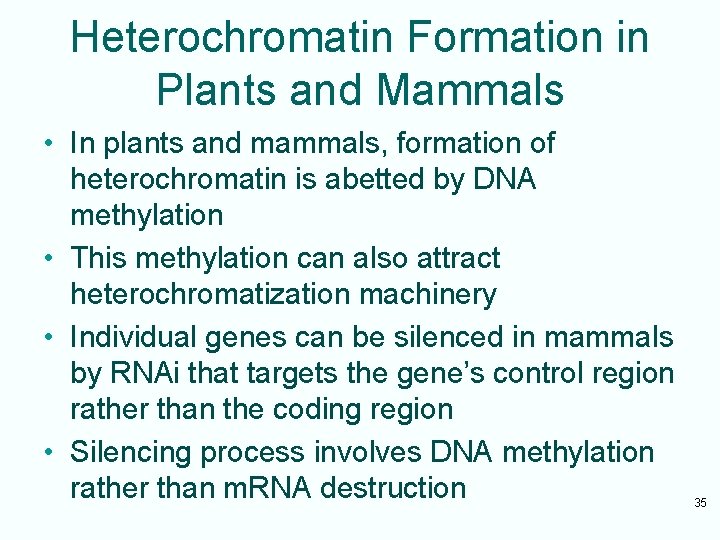 Heterochromatin Formation in Plants and Mammals • In plants and mammals, formation of heterochromatin