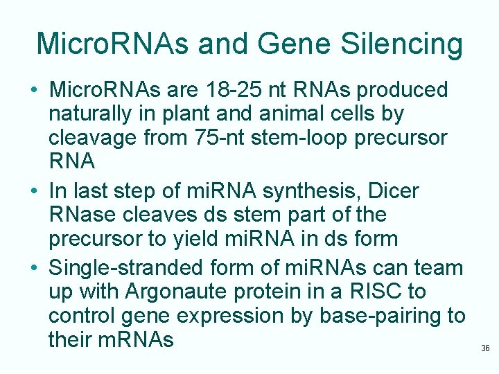 Micro. RNAs and Gene Silencing • Micro. RNAs are 18 -25 nt RNAs produced