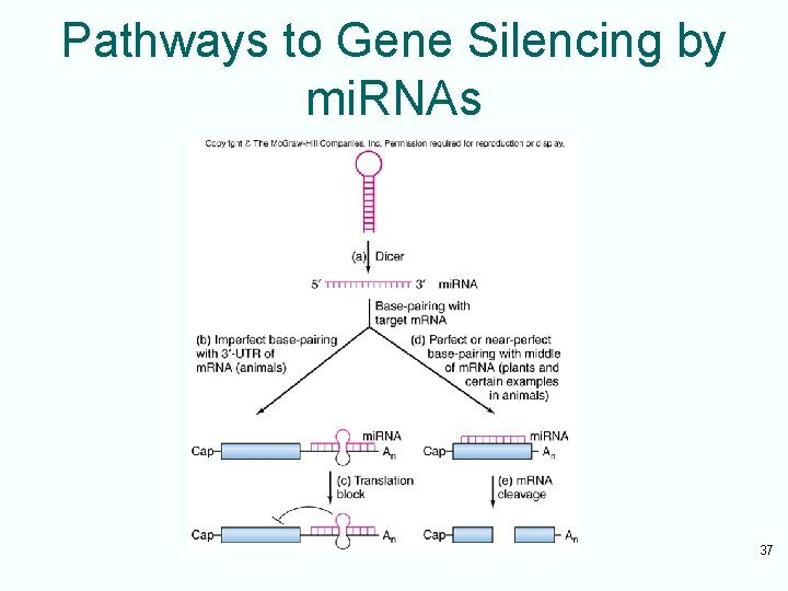 Pathways to Gene Silencing by mi. RNAs 37 