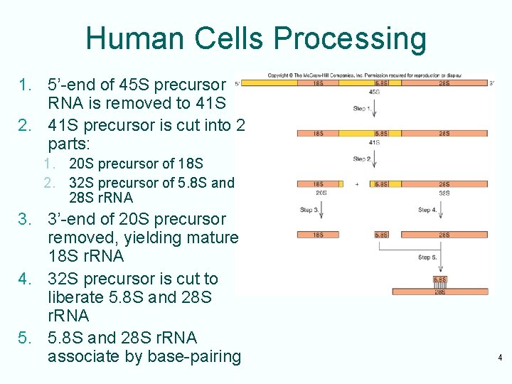Human Cells Processing 1. 5’-end of 45 S precursor RNA is removed to 41