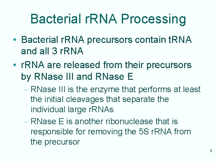 Bacterial r. RNA Processing • Bacterial r. RNA precursors contain t. RNA and all