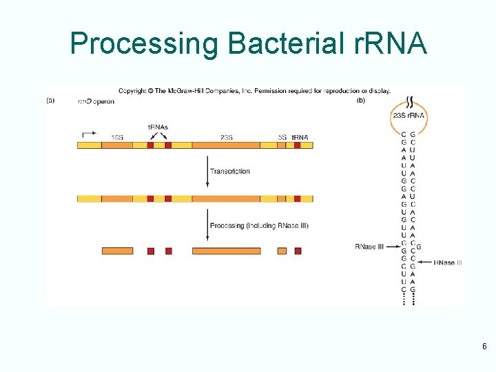 Processing Bacterial r. RNA 6 