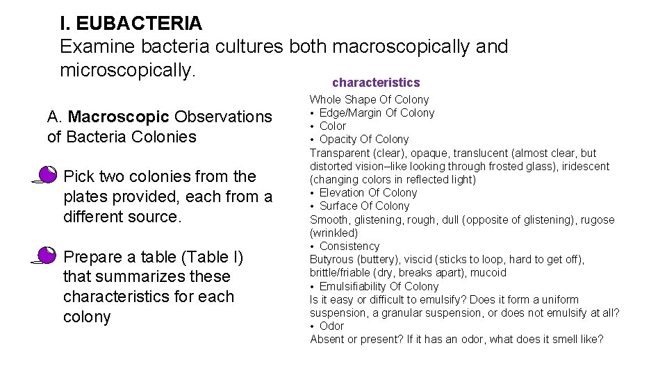 I. EUBACTERIA Examine bacteria cultures both macroscopically and microscopically. characteristics A. Macroscopic Observations of