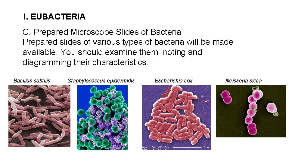 I. EUBACTERIA C. Prepared Microscope Slides of Bacteria Prepared slides of various types of