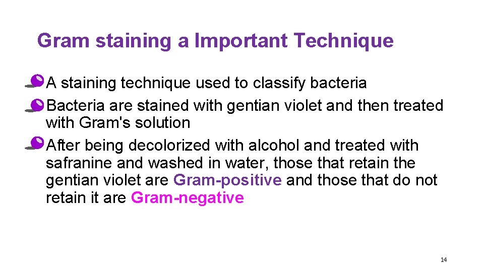 Gram staining a Important Technique • A staining technique used to classify bacteria •