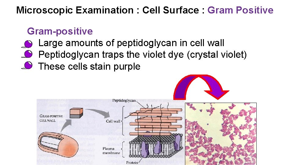Microscopic Examination : Cell Surface : Gram Positive Gram-positive • Large amounts of peptidoglycan
