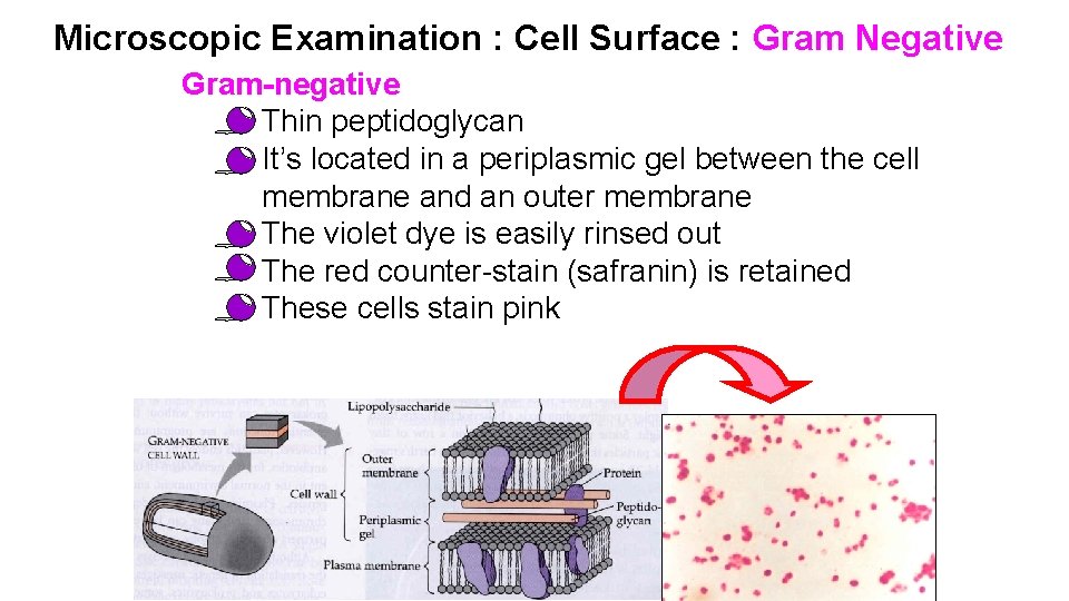 Microscopic Examination : Cell Surface : Gram Negative Gram-negative Thin peptidoglycan It’s located in