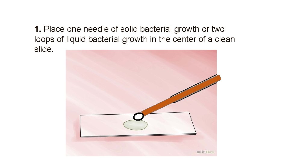 1. Place one needle of solid bacterial growth or two loops of liquid bacterial