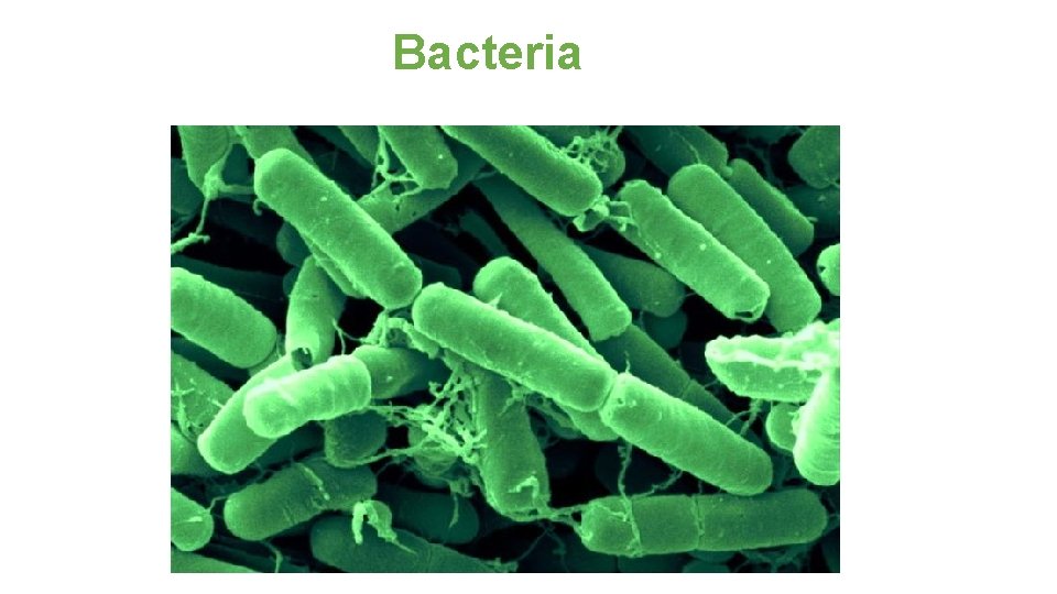 Bacteria 