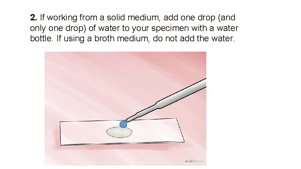 2. If working from a solid medium, add one drop (and only one drop)