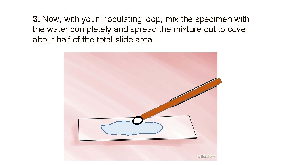 3. Now, with your inoculating loop, mix the specimen with the water completely and