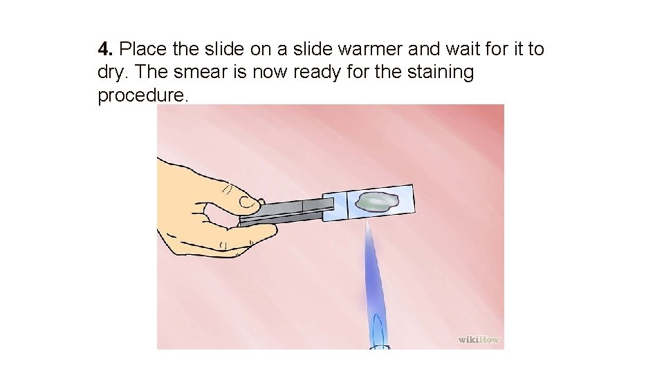 4. Place the slide on a slide warmer and wait for it to dry.