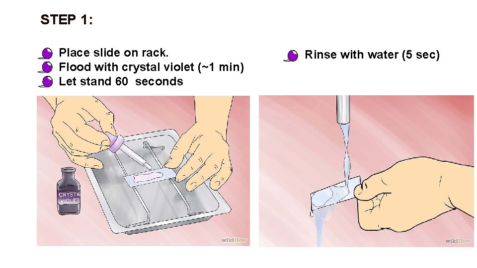 STEP 1: • Place slide on rack. • Flood with crystal violet (~1 min)