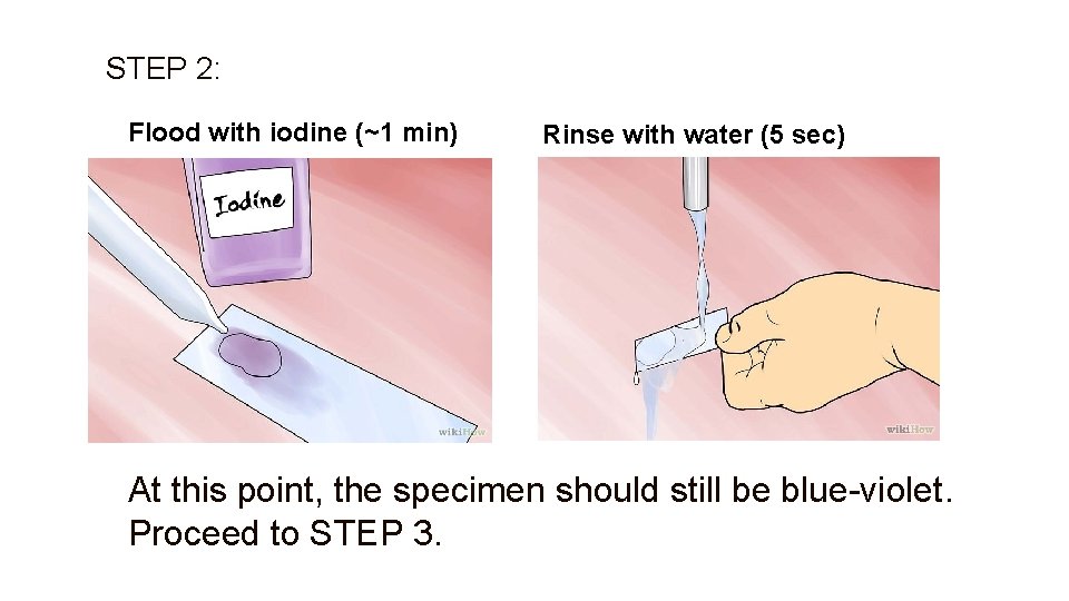 STEP 2: Flood with iodine (~1 min) Rinse with water (5 sec) At this