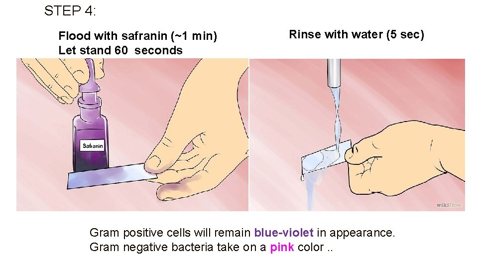 STEP 4: Flood with safranin (~1 min) Let stand 60 seconds Rinse with water