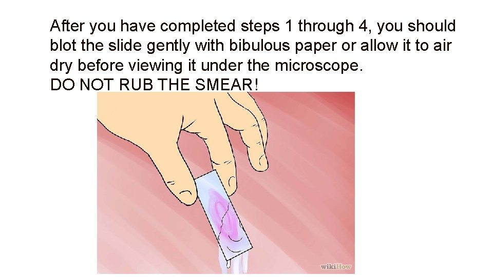 After you have completed steps 1 through 4, you should blot the slide gently