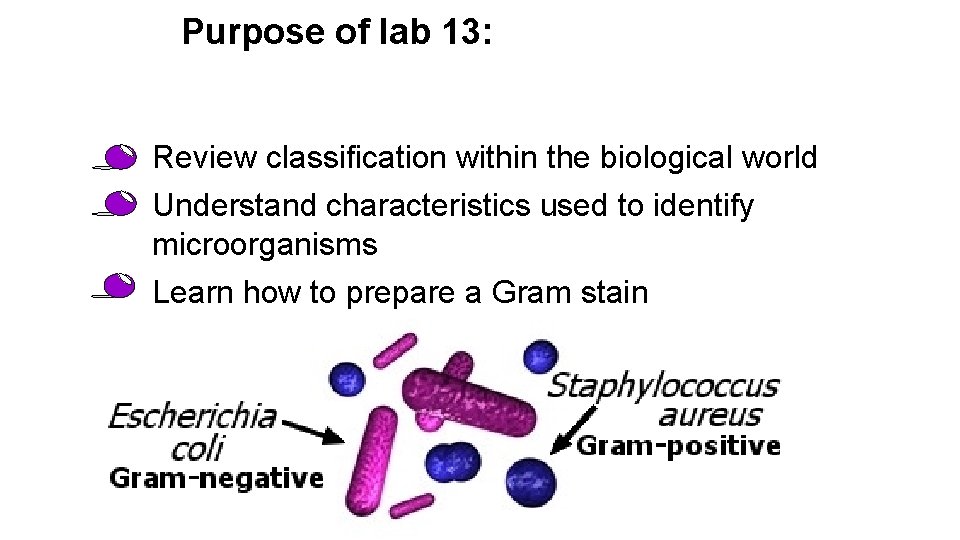 Purpose of lab 13: • • • Review classification within the biological world Understand