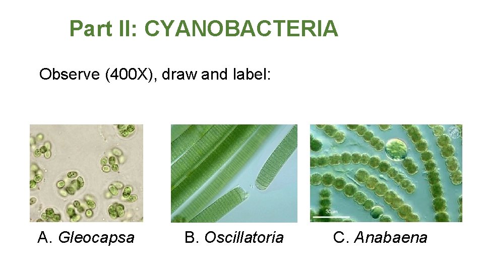 Part II: CYANOBACTERIA Observe (400 X), draw and label: A. Gleocapsa B. Oscillatoria C.