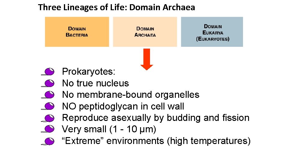 Three Lineages of Life: Domain Archaea • • Prokaryotes: No true nucleus No membrane-bound