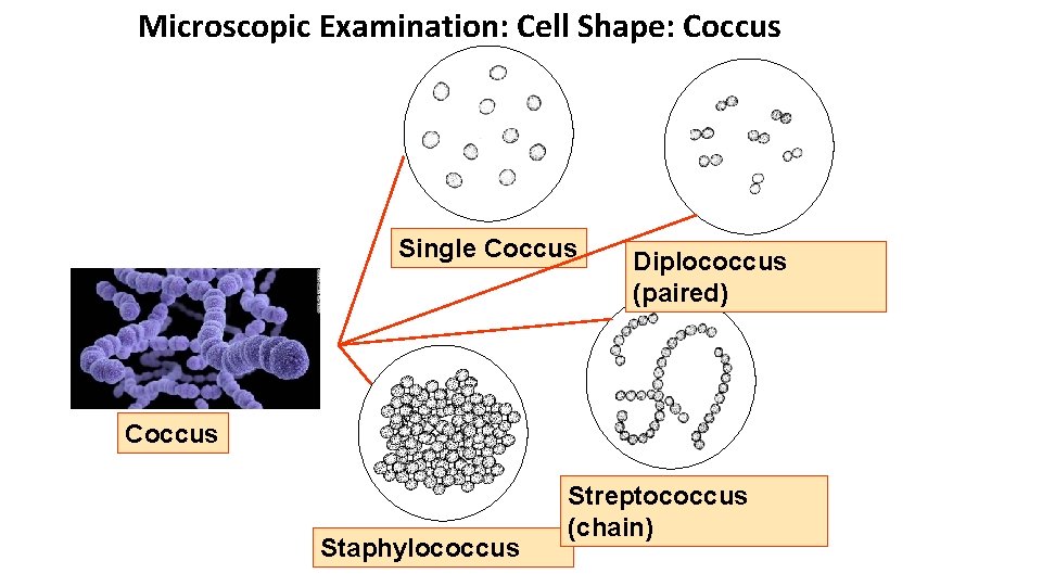 Microscopic Examination: Cell Shape: Coccus Single Coccus Diplococcus (paired) Coccus Staphylococcus Streptococcus (chain) 
