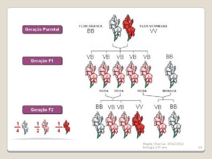 Magda Charrua 2011/2012 Biologia 12º ano 10 