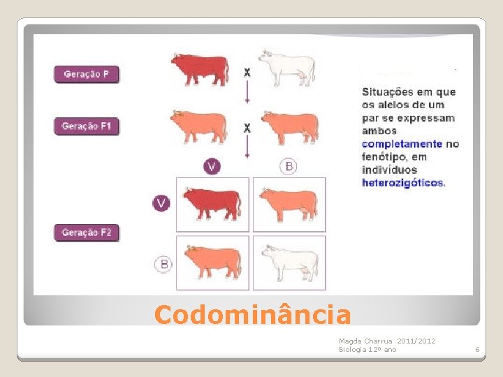 Codominância Magda Charrua 2011/2012 Biologia 12º ano 6 