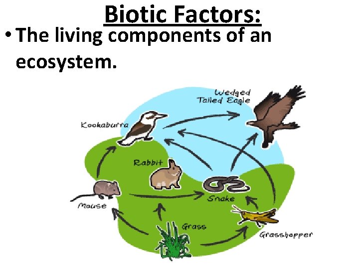 Biotic Factors: • The living components of an ecosystem. 
