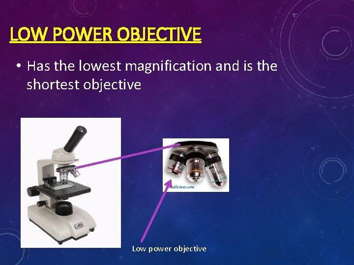 LOW POWER OBJECTIVE • Has the lowest magnification and is the shortest objective Low