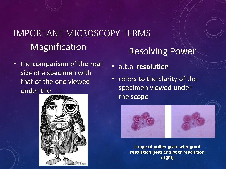 IMPORTANT MICROSCOPY TERMS Magnification Resolving Power • the comparison of the real size of