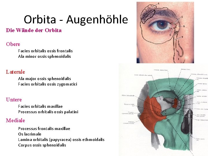 Orbita - Augenhöhle Die Wände der Orbita Obere Facies orbitalis ossis frontalis Ala minor