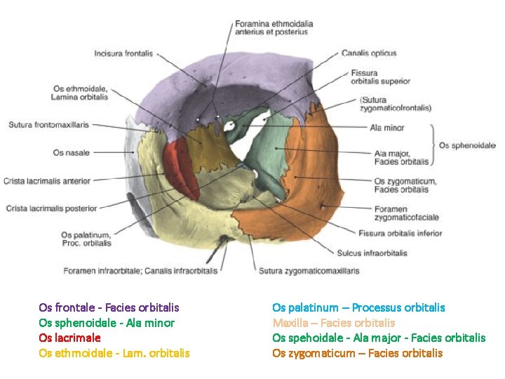 Os frontale - Facies orbitalis Os sphenoidale - Ala minor Os lacrimale Os ethmoidale