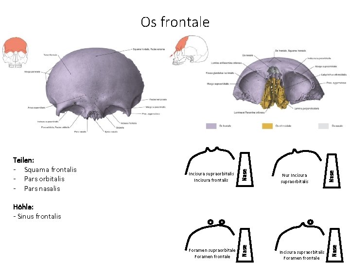 Foramen supraorbitale Foramen frontale Nur Incisura supraorbitalis Nase Incisura supraorbitalis Incisura frontalis Nase Teilen: