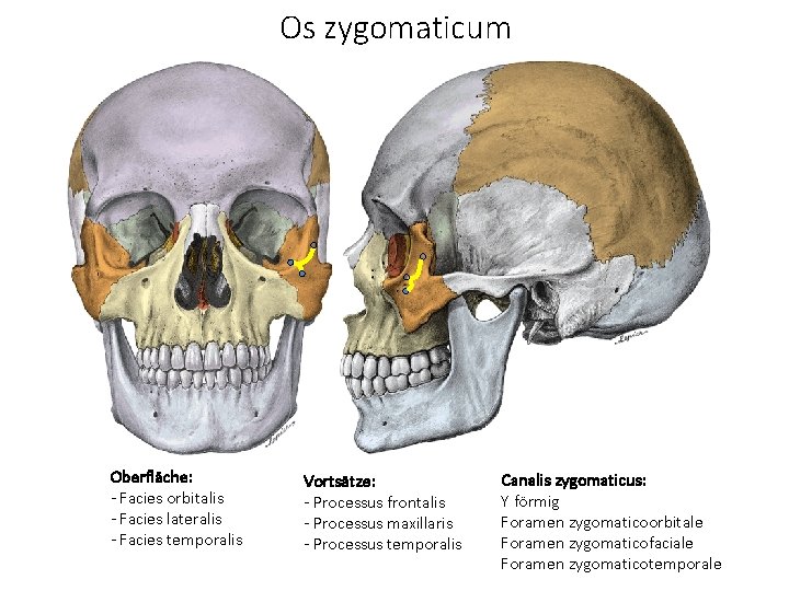 Os zygomaticum Oberfläche: - Facies orbitalis - Facies lateralis - Facies temporalis Vortsätze: -
