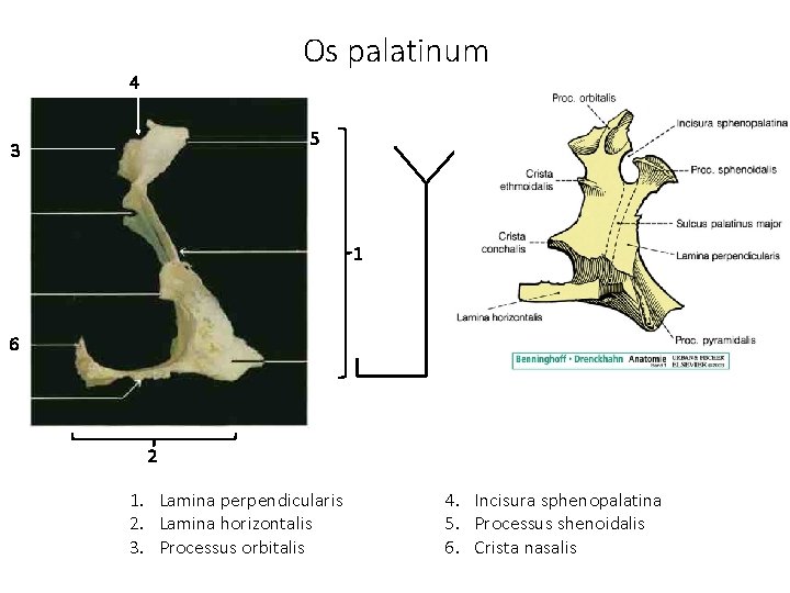 Os palatinum 4 5 3 1 6 2 1. Lamina perpendicularis 2. Lamina horizontalis