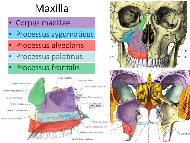 Maxilla • • • Corpus maxillae Processus zygomaticus Processus alveolaris Processus palatinus Processus frontalis