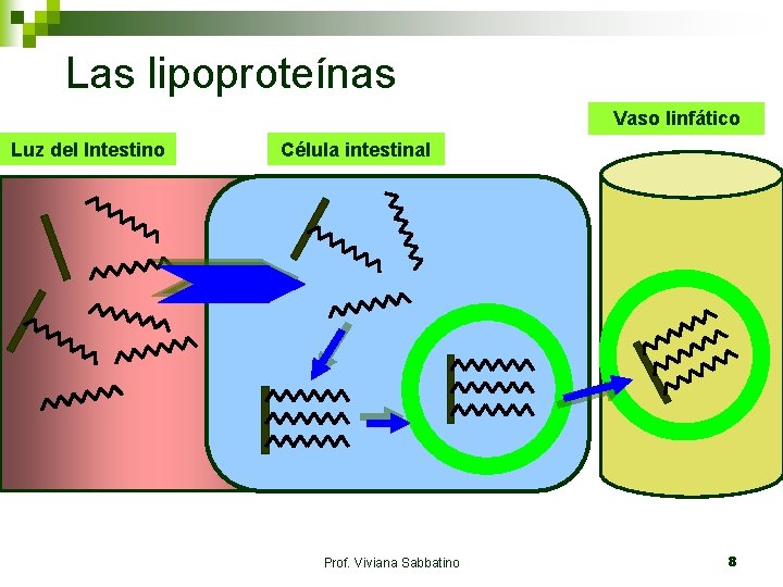 Las lipoproteínas Vaso linfático Luz del Intestino Célula intestinal Prof. Viviana Sabbatino 8 