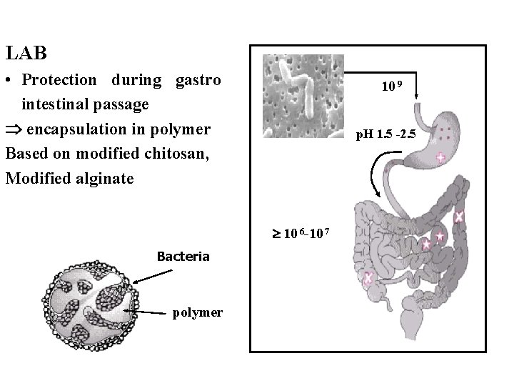 LAB • Protection during gastro intestinal passage encapsulation in polymer Based on modified chitosan,