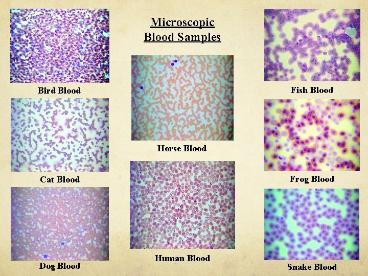 Microscopic Blood Samples Fish Blood Bird Blood Horse Blood Frog Blood Cat Blood Dog