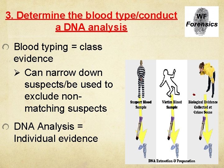 3. Determine the blood type/conduct a DNA analysis Blood typing = class evidence Ø
