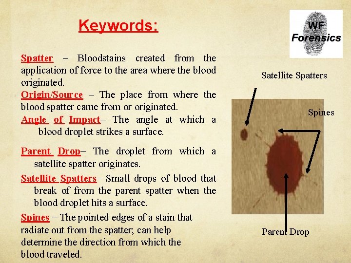Keywords: Spatter – Bloodstains created from the application of force to the area where